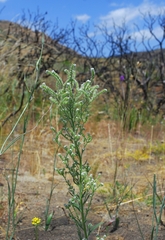 Cryptantha muricata jonesii