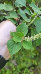 Salvia