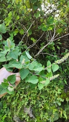 Salvia