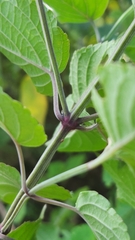 Salvia