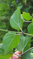 Salvia