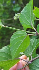 Salvia