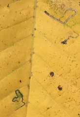 Stigmella betulicola