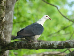 Columba leucomela