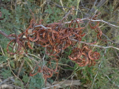 Mimosa aculeaticarpa