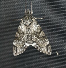 Psilogramma menephron