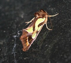 Cosmodes elegans