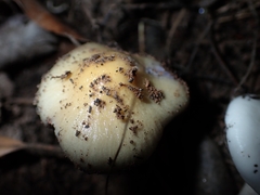 Cortinarius delibutus