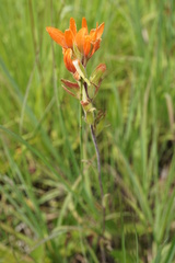 Castilleja coccinea