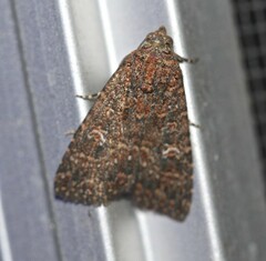Hypoperigea tonsa