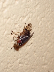 Scholastes bimaculatus