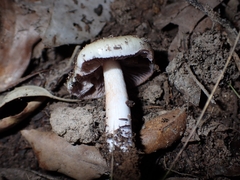 Cortinarius delibutus