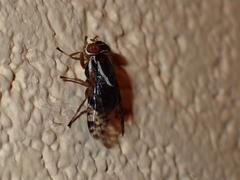 Scholastes bimaculatus