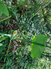 Xanthosoma sagittifolium