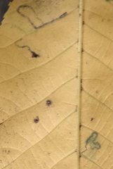 Stigmella betulicola