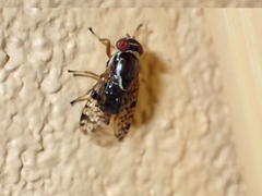 Scholastes bimaculatus