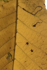 Stigmella betulicola