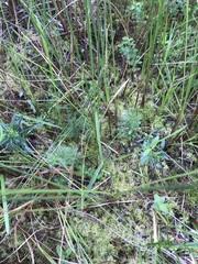 Proserpinaca pectinata