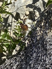 Phyciodes graphica
