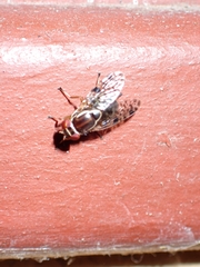 Scholastes bimaculatus