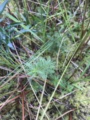 Proserpinaca pectinata