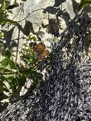 Phyciodes graphica