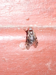 Scholastes bimaculatus