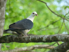 Columba leucomela