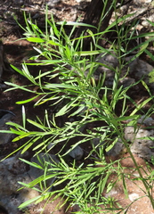 Baccharis neglecta