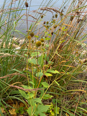 Rudbeckia laciniata