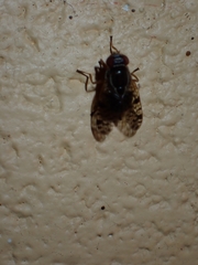 Scholastes bimaculatus