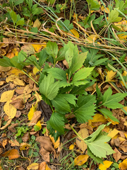 Rudbeckia laciniata