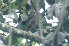 Mionectes striaticollis