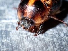 Parastasia percheroni