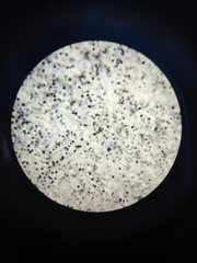 Mucoromycota