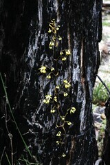 Erythrorchis cassythoides