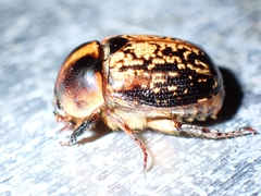 Parastasia percheroni