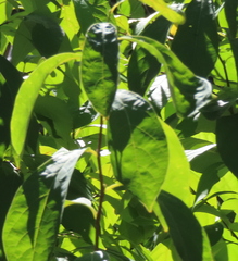 Diospyros virginiana