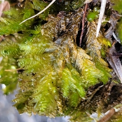Exsertotheca crispa