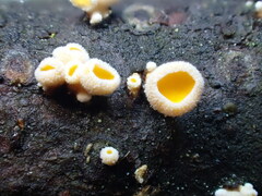 Lachnellula subtilissima