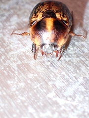 Parastasia percheroni