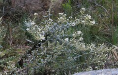 Olearia phlogopappa