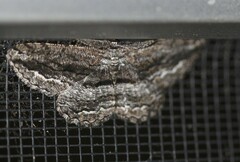 Scioglyptis canescaria