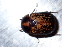 Parastasia percheroni