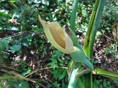 Xanthosoma sagittifolium