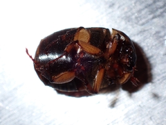 Parastasia percheroni