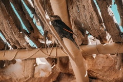 Onychognathus tristramii