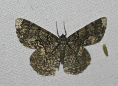 Amblychia subrubida
