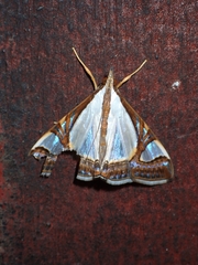Agrioglypta eurytusalis