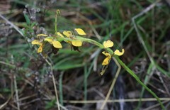 Diuris chrysantha